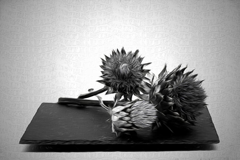 Monochrome Artichoke Still Life by Saskia Dingemans — canvas wall art