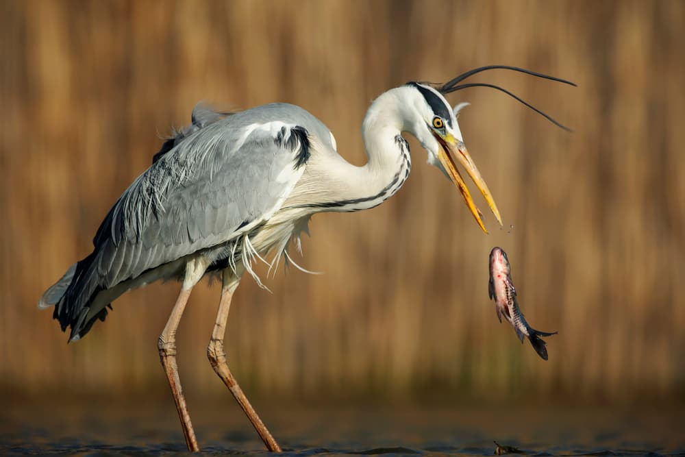 Heron's Perfect Catch by Annie Poreider — canvas wall art