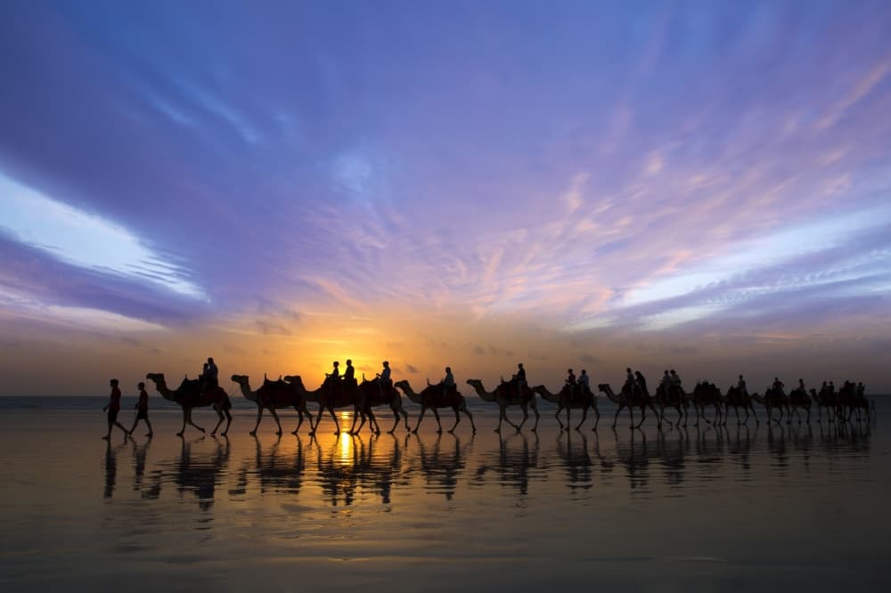 Sunset Camel Caravan by Renee Doyle — canvas wall art
