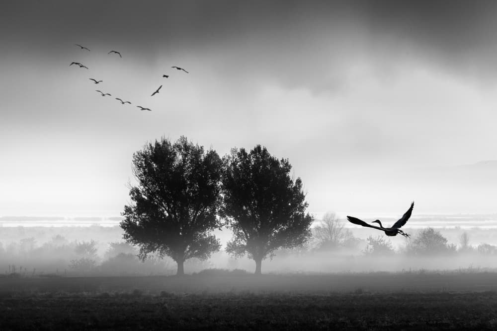 Misty Trees Flying Birds by George Digalakis — canvas wall art