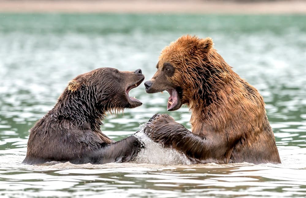 Intense Grizzly Battle by Giuseppe DAmico — canvas wall art