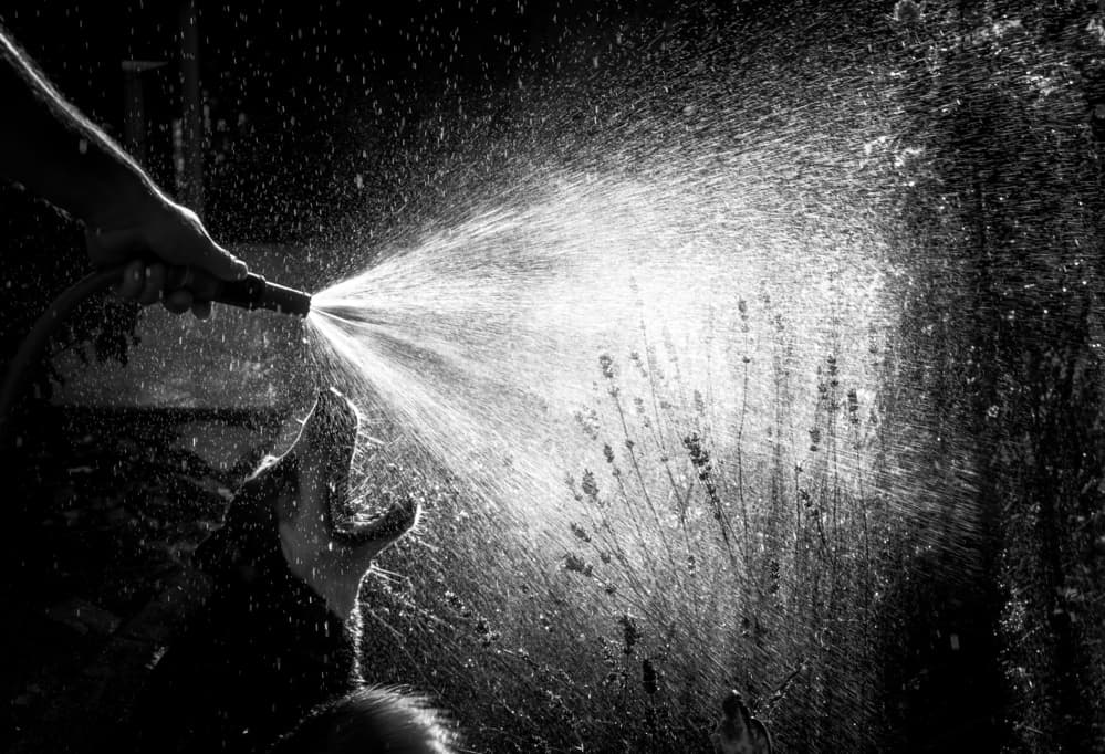 Playful Dog Water Spray by Stephanie Kleimann — canvas wall art