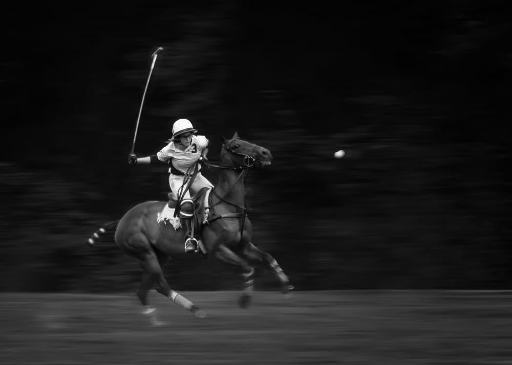 Polo Horse Action by Vicki Lai — canvas wall art