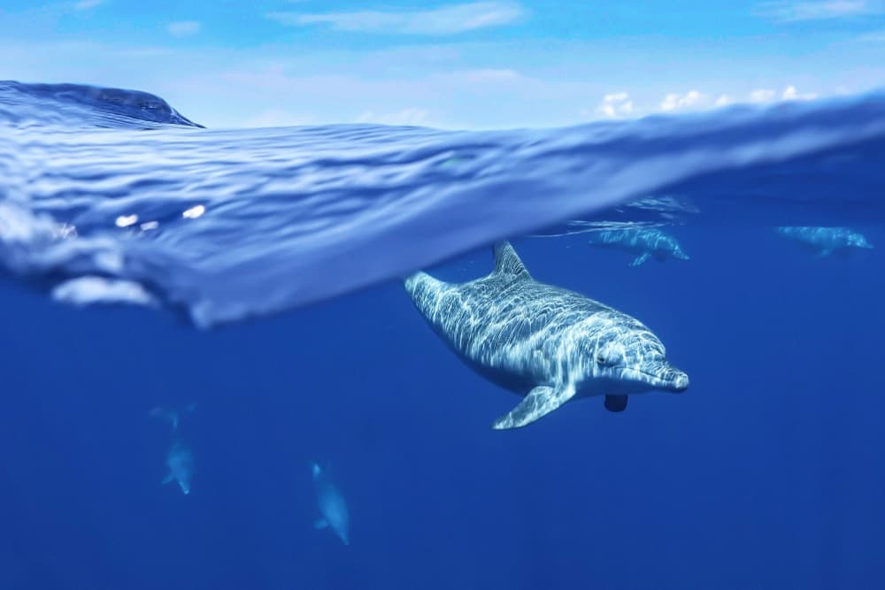 Dolphins In Clear Ocean by Serge Melesan — canvas wall art