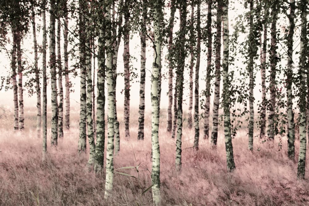 Ethereal Pink Birches by Christina Sillen — canvas wall art