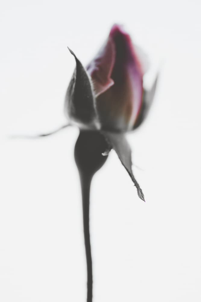 Blushing Rose Bud by Magda Izzard — canvas wall art