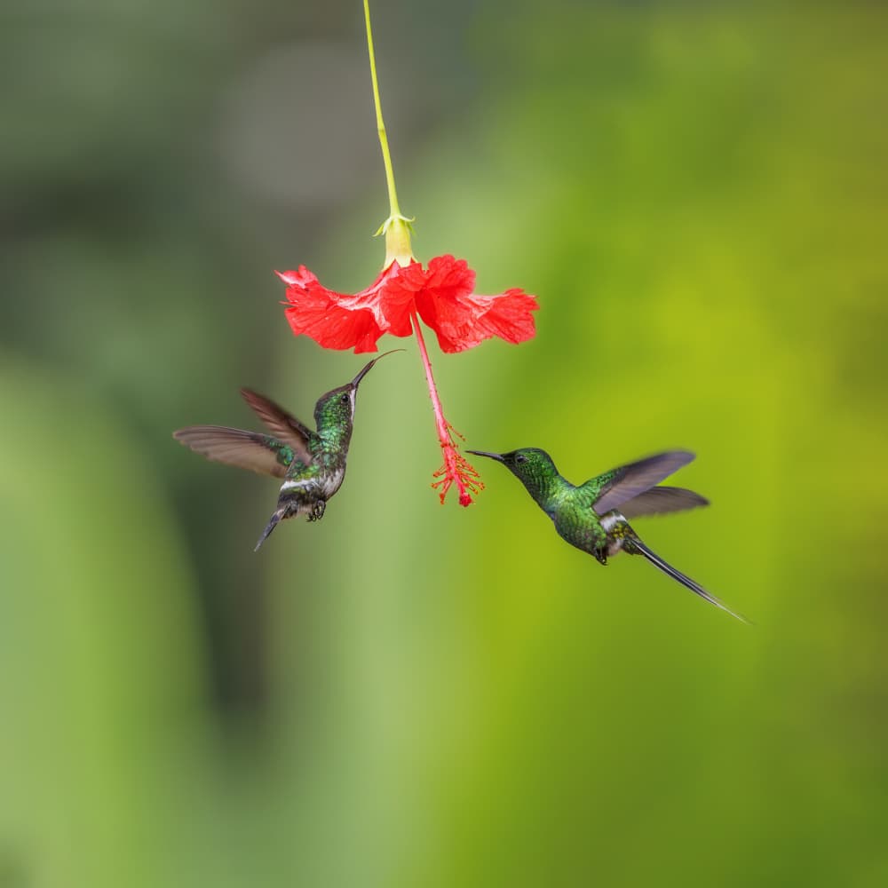 Tropical Hummingbirds Nectar by Taksing (吉星高照) — canvas wall art