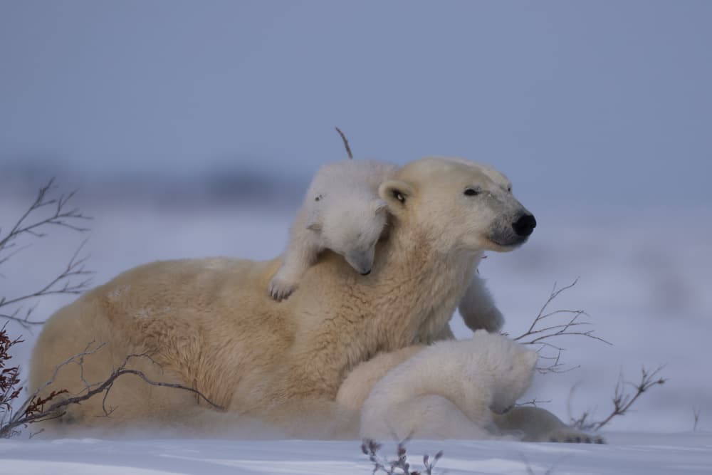 Arctic Polar Bear Family by MIN LI — canvas wall art