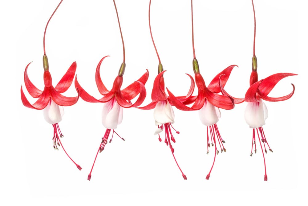 Fuchsia by Mandy Disher — canvas wall art