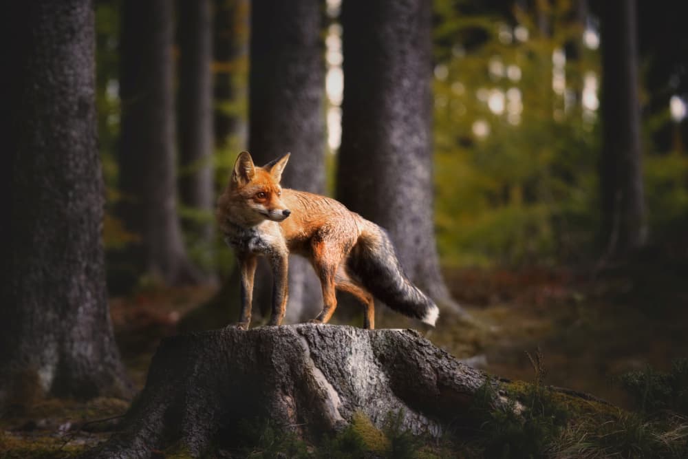 Watchful Forest Fox by Michaela Firešová — canvas wall art