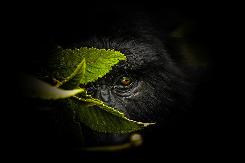 Mysterious Gorilla Gaze by ManginiPhotography — canvas wall art