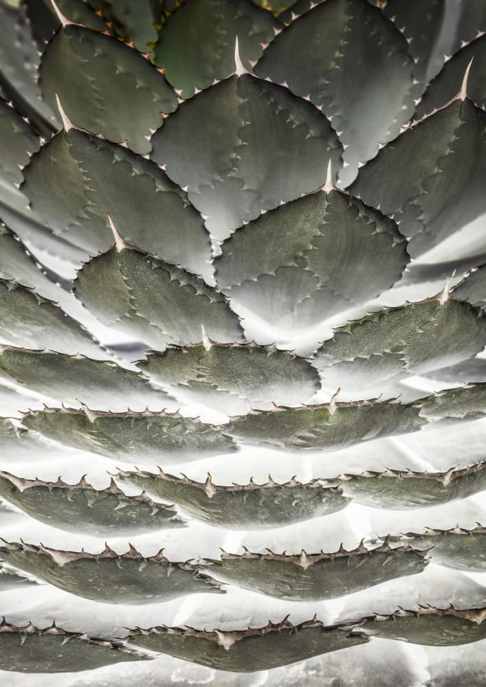 Spiral Succulent by Shot by Clint — canvas wall art