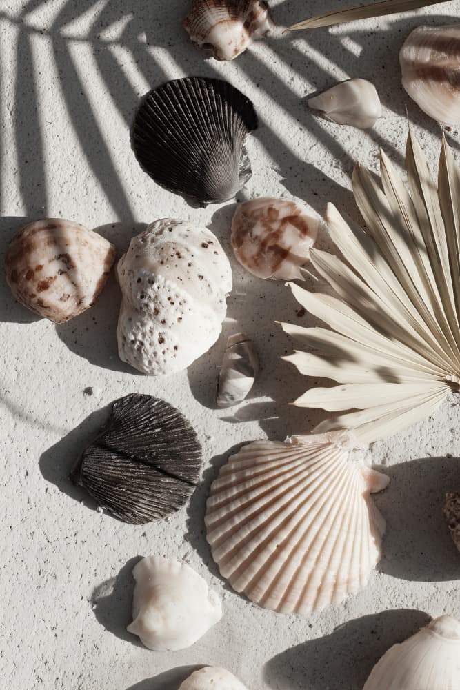 Shell stories no 02 by Treechild — canvas wall art