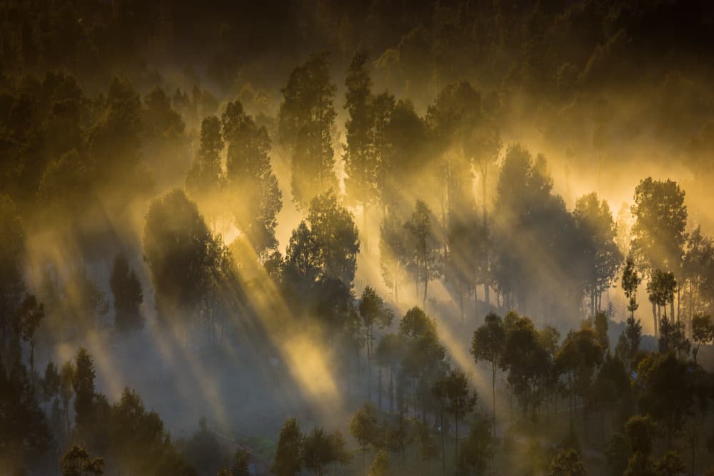 Golden Forest Sun Rays by Prianto Puji Anggriawan — canvas wall art