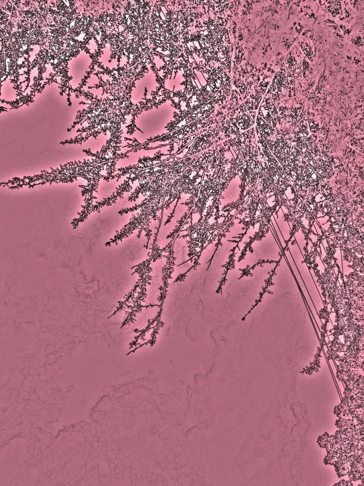 Pink Foliage Silhouette by Santhosh ch — canvas wall art