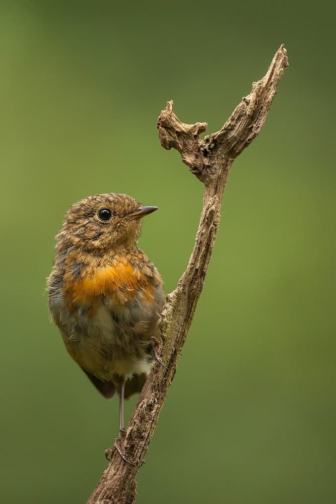 Young Robin Perched by Hillebrand Breuker — canvas wall art