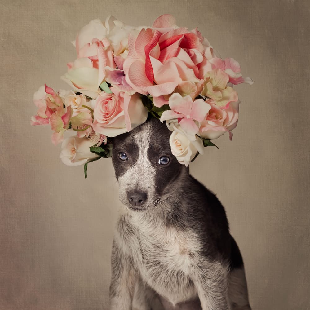Floral Crown Puppy by Tammy Swarek — canvas wall art
