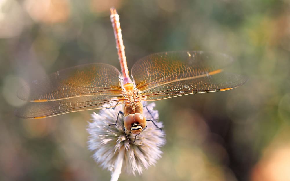Golden Dragonfly Perch by Thierry Dufour — canvas wall art