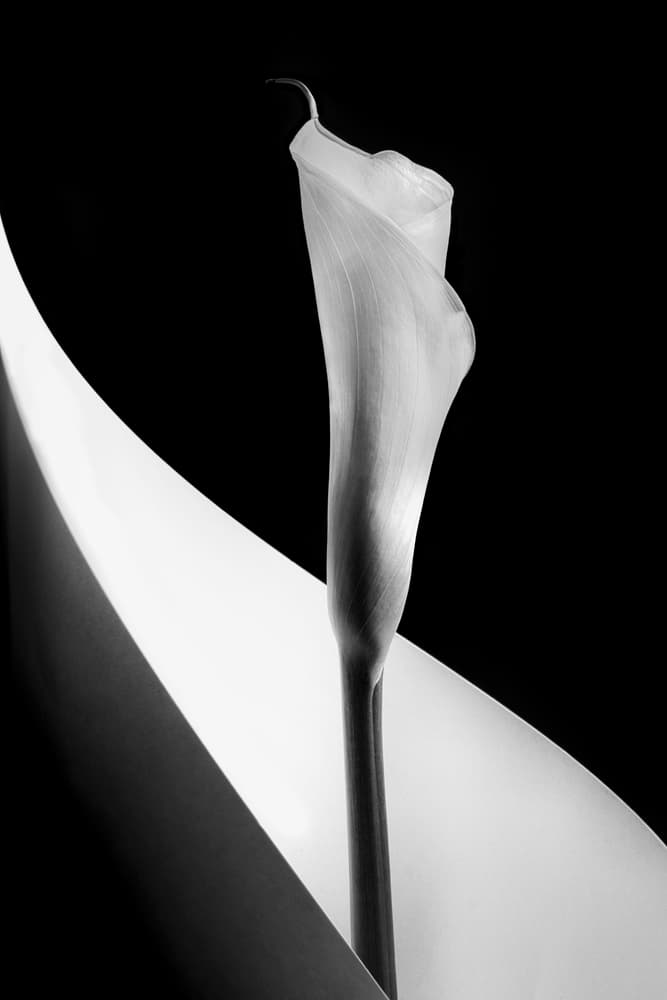 Elegant Calla Lily by Stephen Clough — canvas wall art
