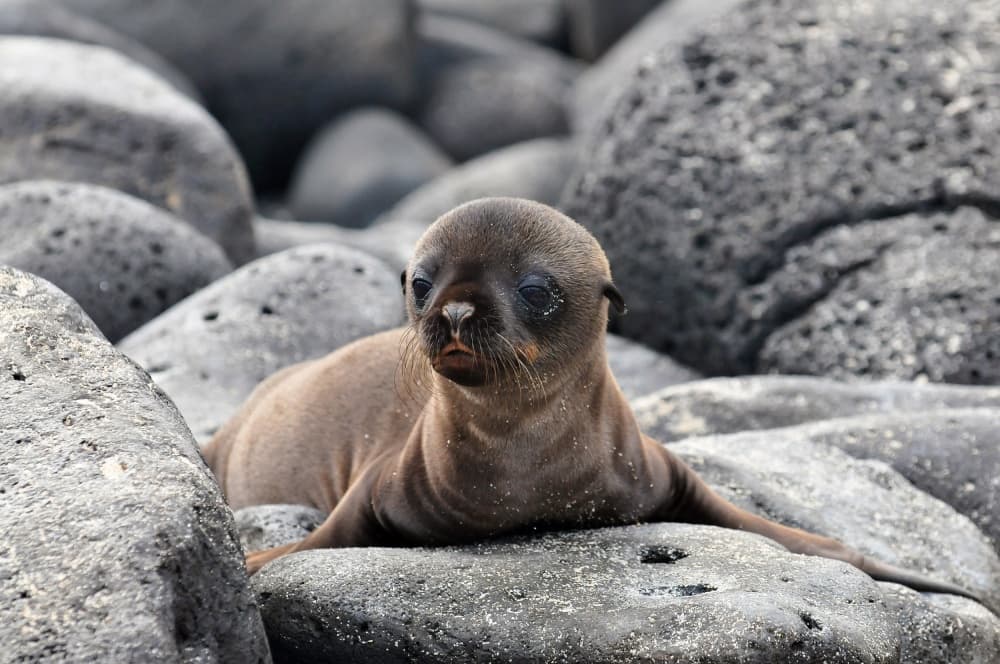 Adorable Seal Pup Resting by Ilan Ben Tov — canvas wall art