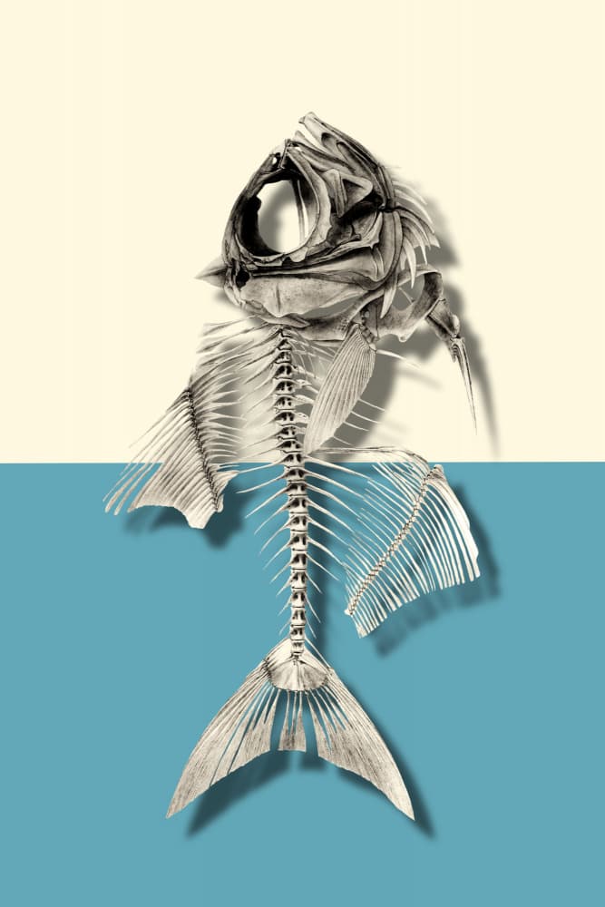 Fish Skeleton Marine Study by Marja van den Hurk — canvas wall art