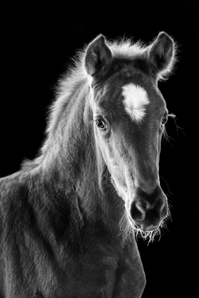 Elegant Foal Portrait by Ulrike Leinemann — canvas wall art