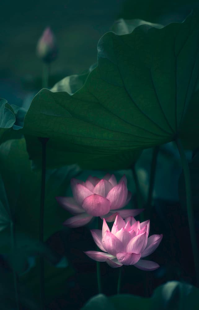 Serene Lotus Blooms by Catherine Wang — canvas wall art
