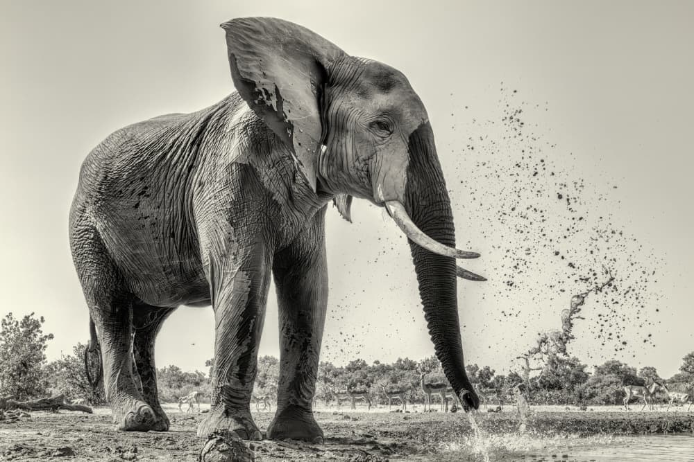 Majestic Elephant Spray by Jun Zuo — canvas wall art