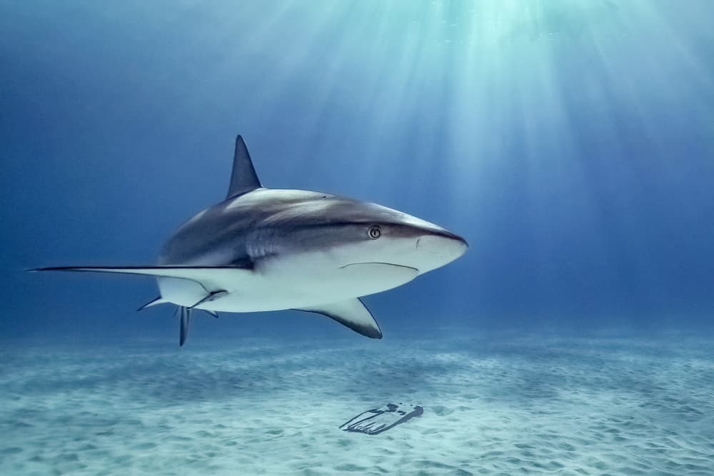 Serene Blue Ocean Shark by Serge Melesan — canvas wall art