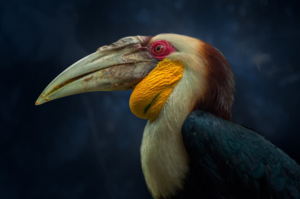 Striking Hornbill Profile by Rudi Gunawan — canvas wall art