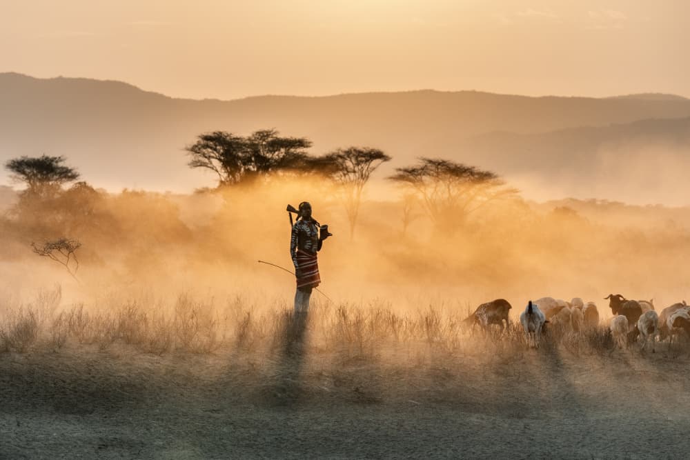 African Herder Golden Mist by Trevor Cole — canvas wall art