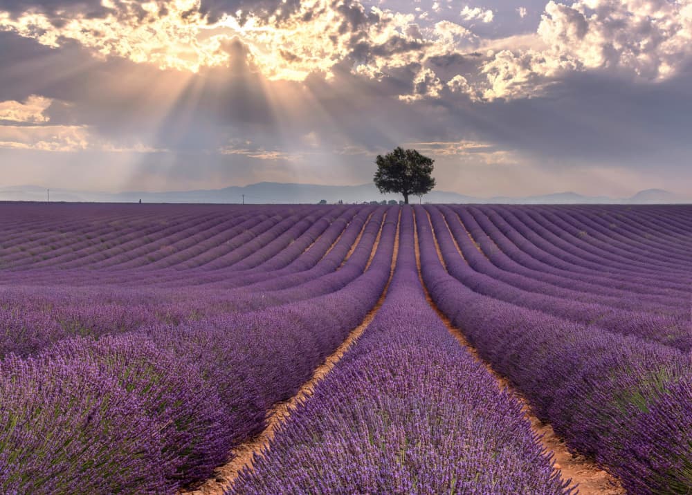 Sunlit Lavender Field Tree by Jie Jin — canvas wall art