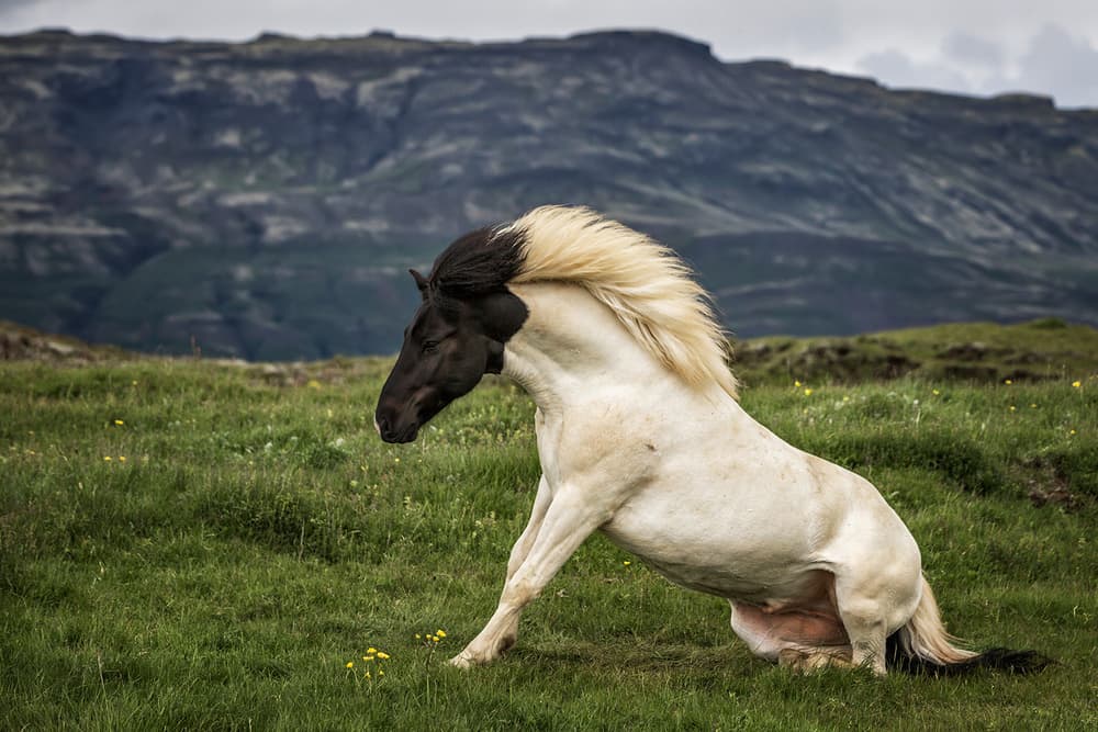 Majestic Icelandic Horse by Bragi Ingibergsson - BRIN — canvas wall art