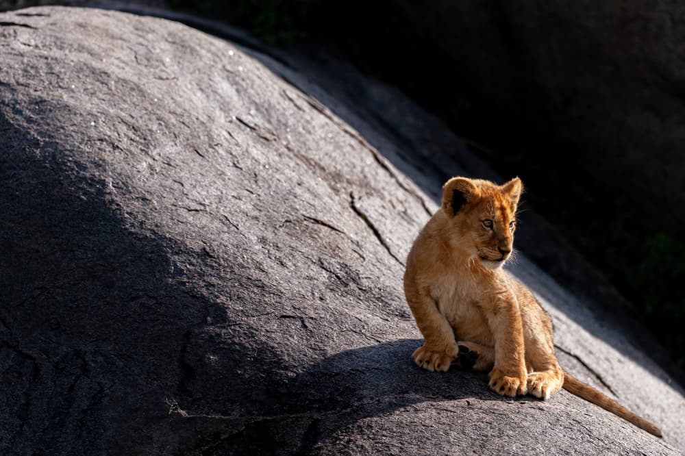Baby Lion on Rock by Massimo Felici — canvas wall art