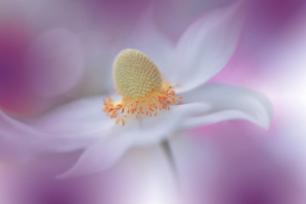 Dreamy White Bloom by Juliana Nan — canvas wall art