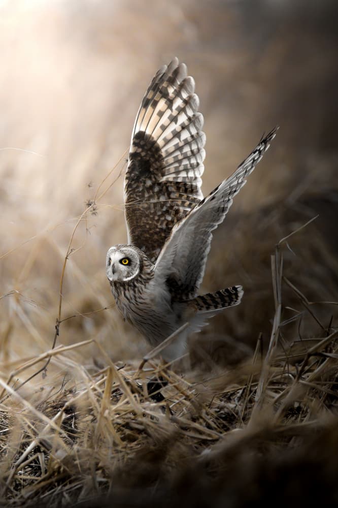 Owl Takes Flight by まちゅばら/Hiroki Matsubara — canvas wall art