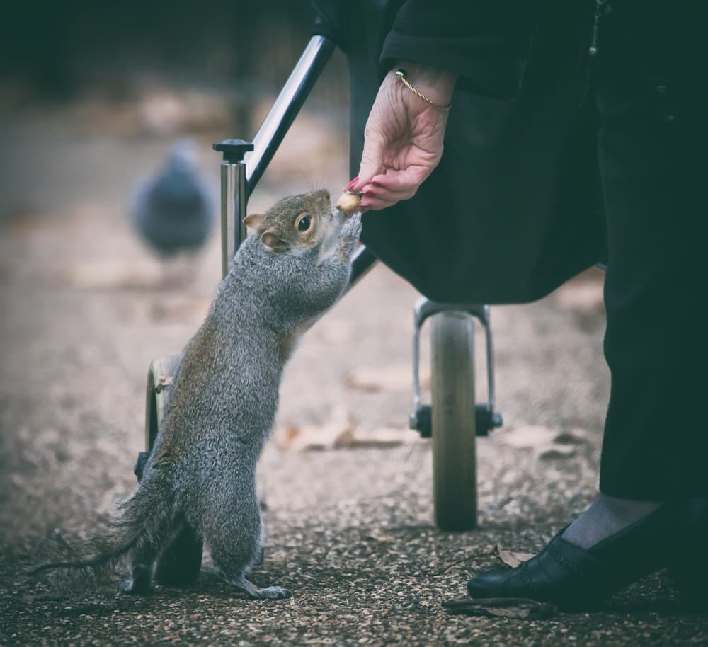 Hand Feeding Squirrel by Shan Jiang — canvas wall art