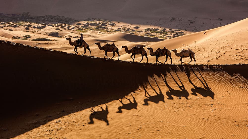 Camels Across Golden Dunes by Shin Woo Ryu — canvas wall art