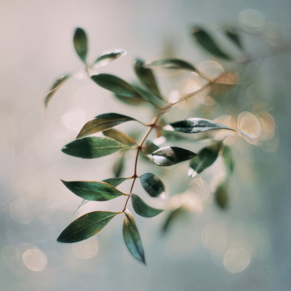 Bokehbotanicsno01 by Treechild — canvas wall art
