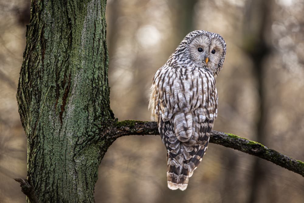 Watchful Forest Owl by Marcin Kopczynski — canvas wall art