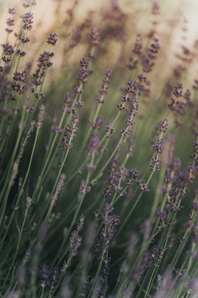 Soft Lavender Field by Javier Pardina — canvas wall art
