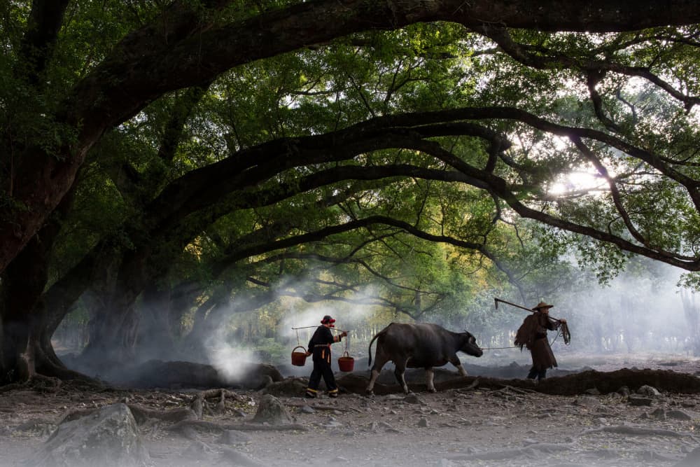 Misty Forest Farm Walk by Shin Woo Ryu — canvas wall art