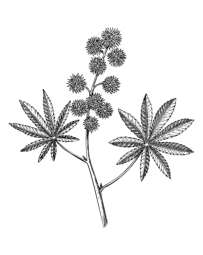 Castor Bean Illustration by Yevheniia Lytvynovych — canvas wall art