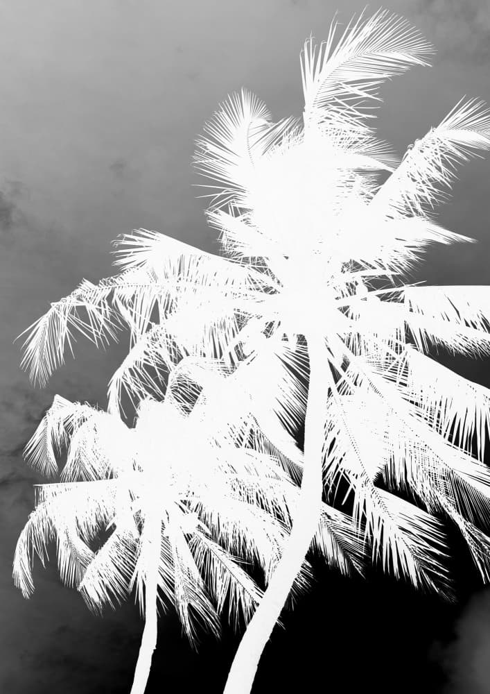 Inverted Palms by Shot by Clint — canvas wall art