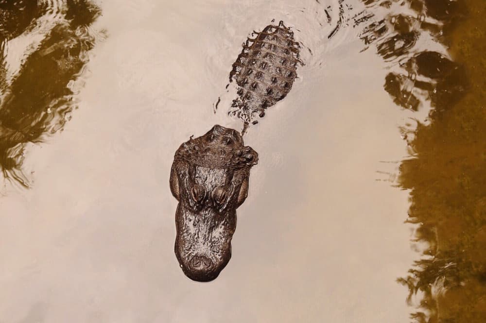 Swimming Alligator Overhead by Del Mundo Imagery — canvas wall art