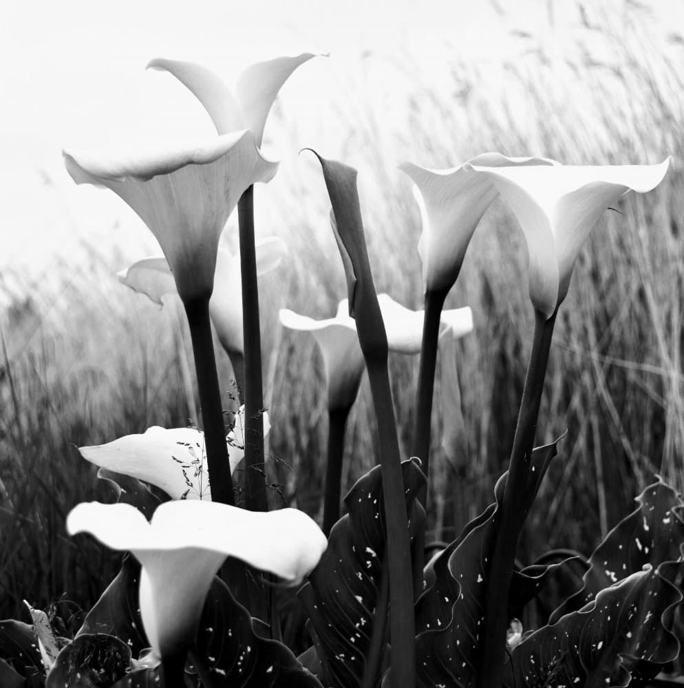 Monochrome Calla Lilies by Gareth Thomas — canvas wall art