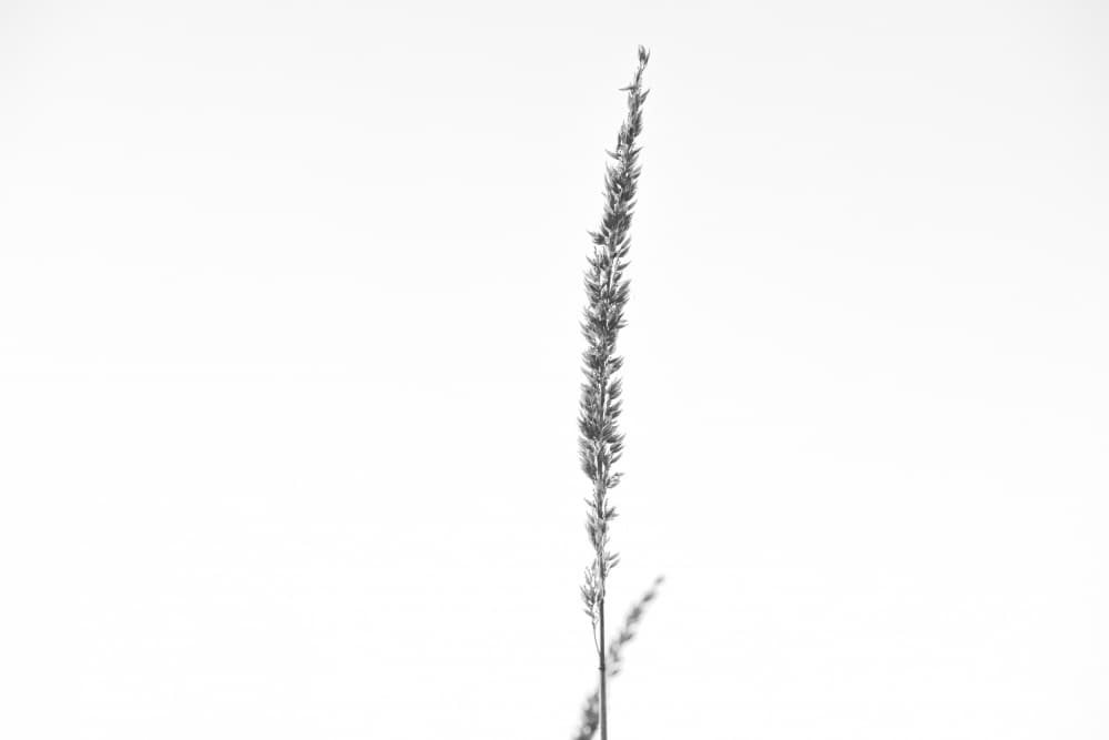 Minimalist Dried Grass by Lynann Colligan — canvas wall art