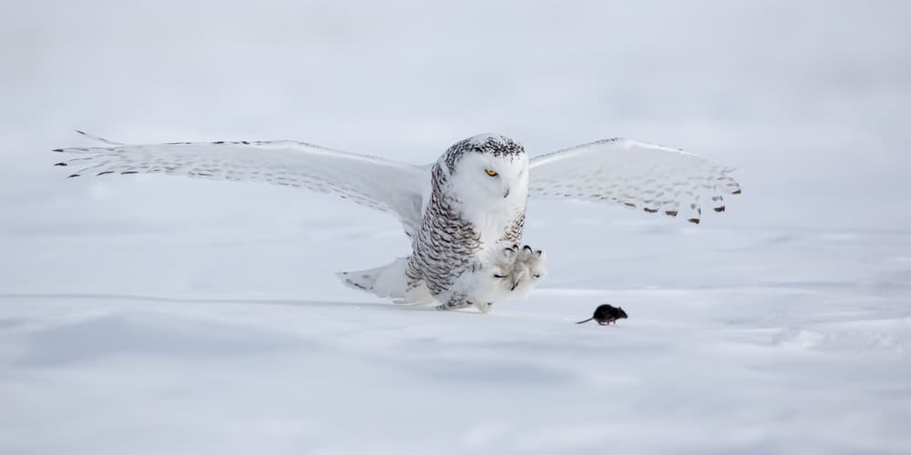 **Snowy Owl Hunt** by Alessandro Catta — canvas wall art
