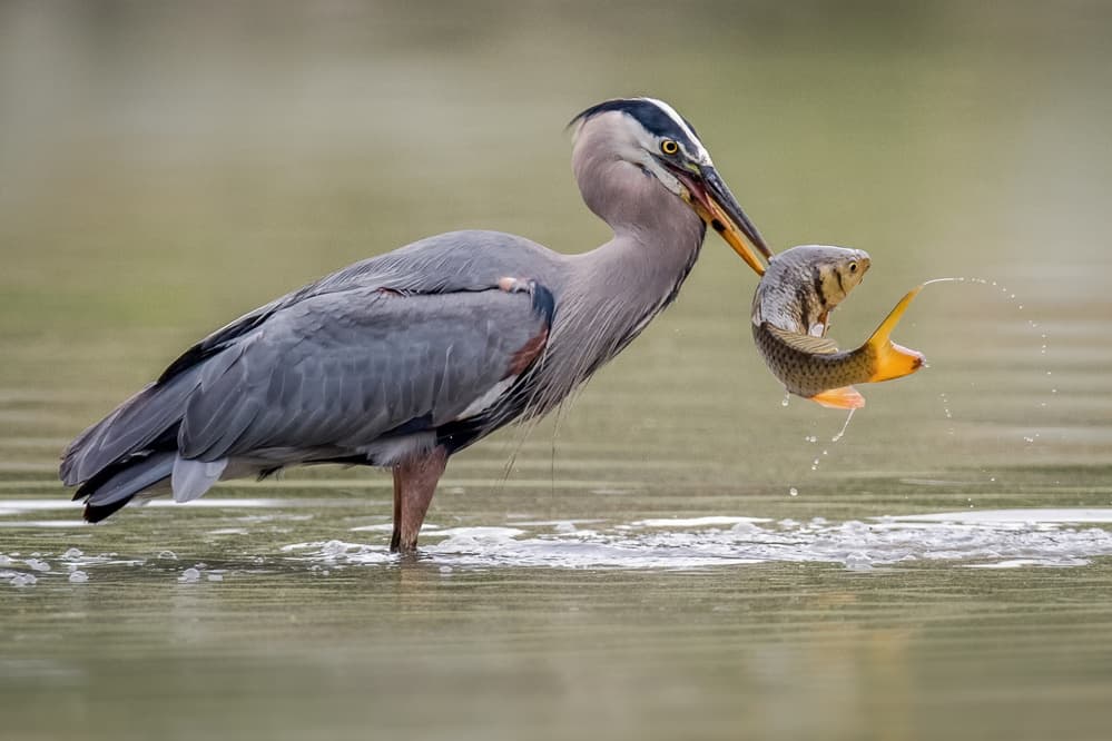 Great Blue Heron Fishing by David H Yang — canvas wall art