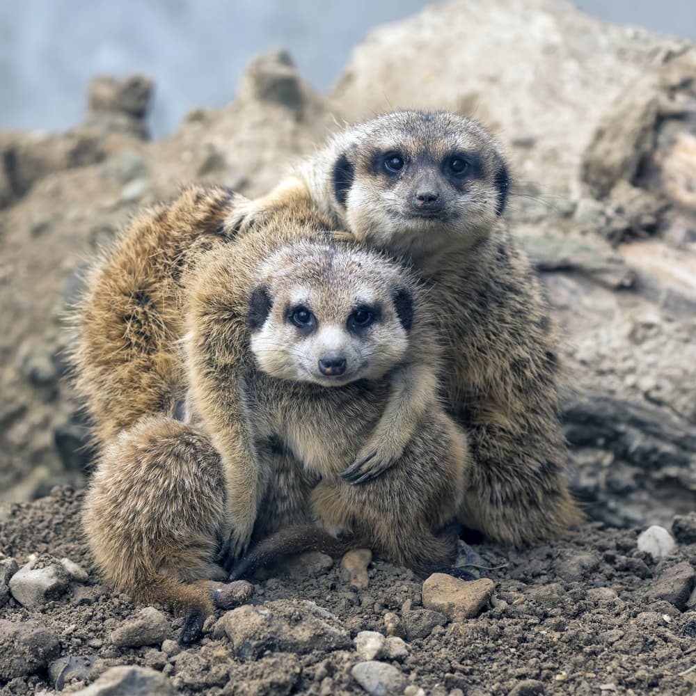 Watchful Meerkat Pair by Gert van den Bosch — canvas wall art